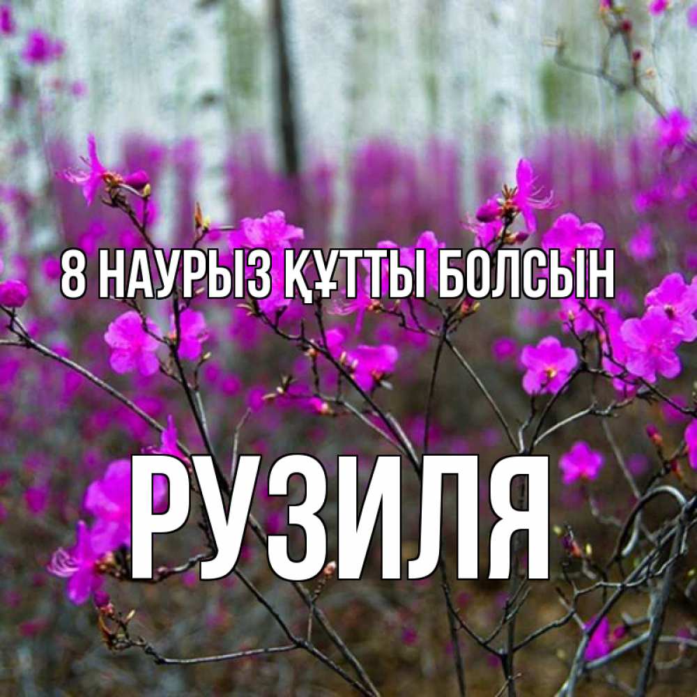 Күн сайын ашық хат с именем, Рузиля 8 наурыз құтты болсын дикие цветы Онлайн тегін жүктеп алу тілектері бар керемет карта 