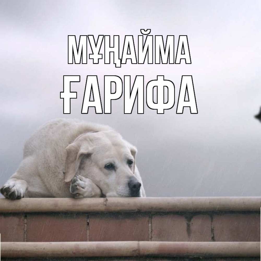 Күн сайын ашық хат с именем, ҒАРИФА Мұңайма белый пес 1 Онлайн тегін жүктеп алу тілектері бар керемет карта 