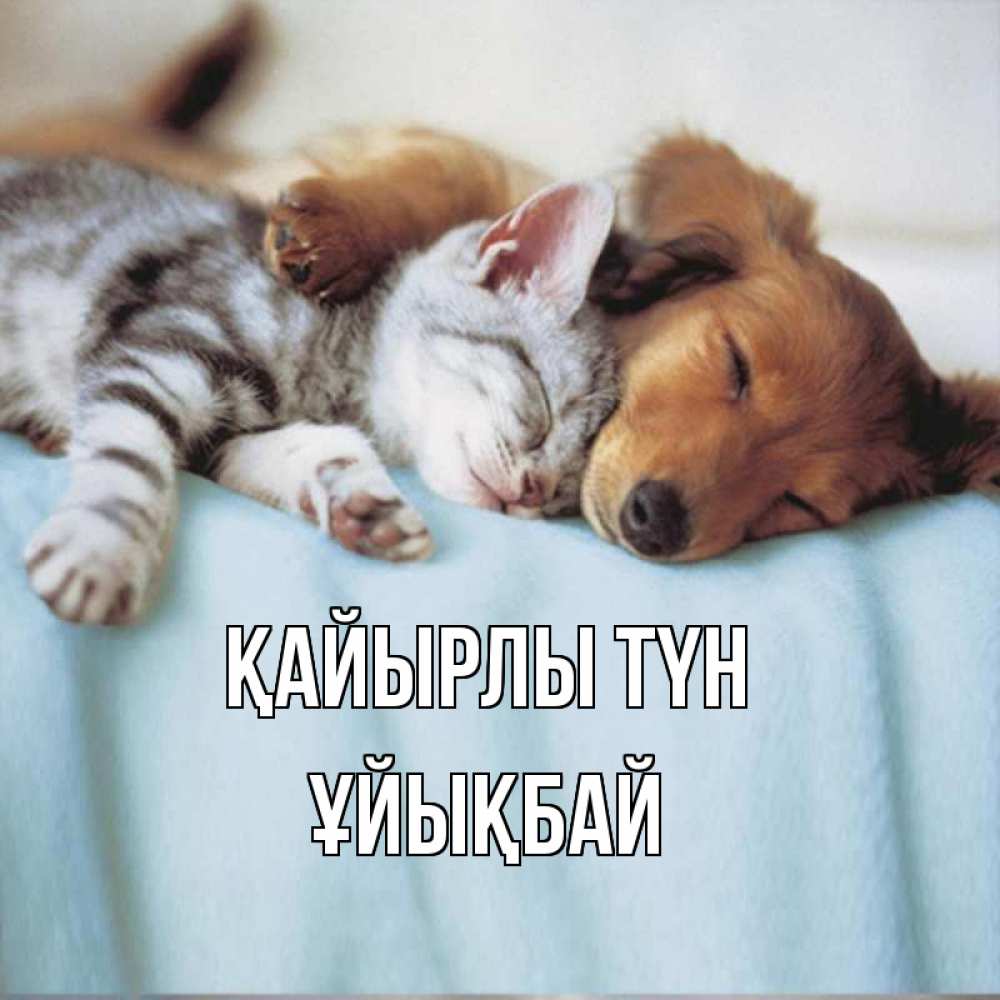 Күн сайын ашық хат с именем, ҰЙЫҚБАЙ Қайырлы түн с животными Онлайн тегін жүктеп алу тілектері бар керемет карта 