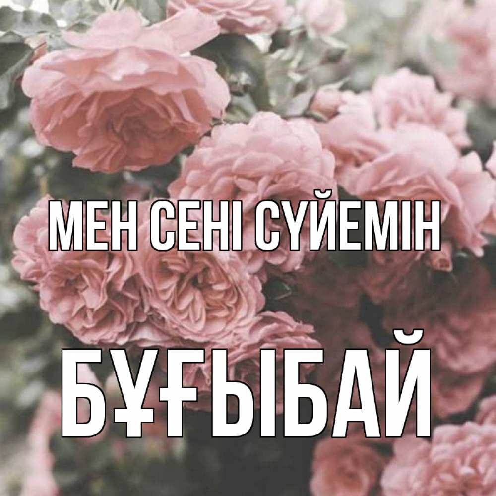 Күн сайын ашық хат с именем, Бұғыбай Мен сені сүйемін розы 3 Онлайн тегін жүктеп алу тілектері бар керемет карта 