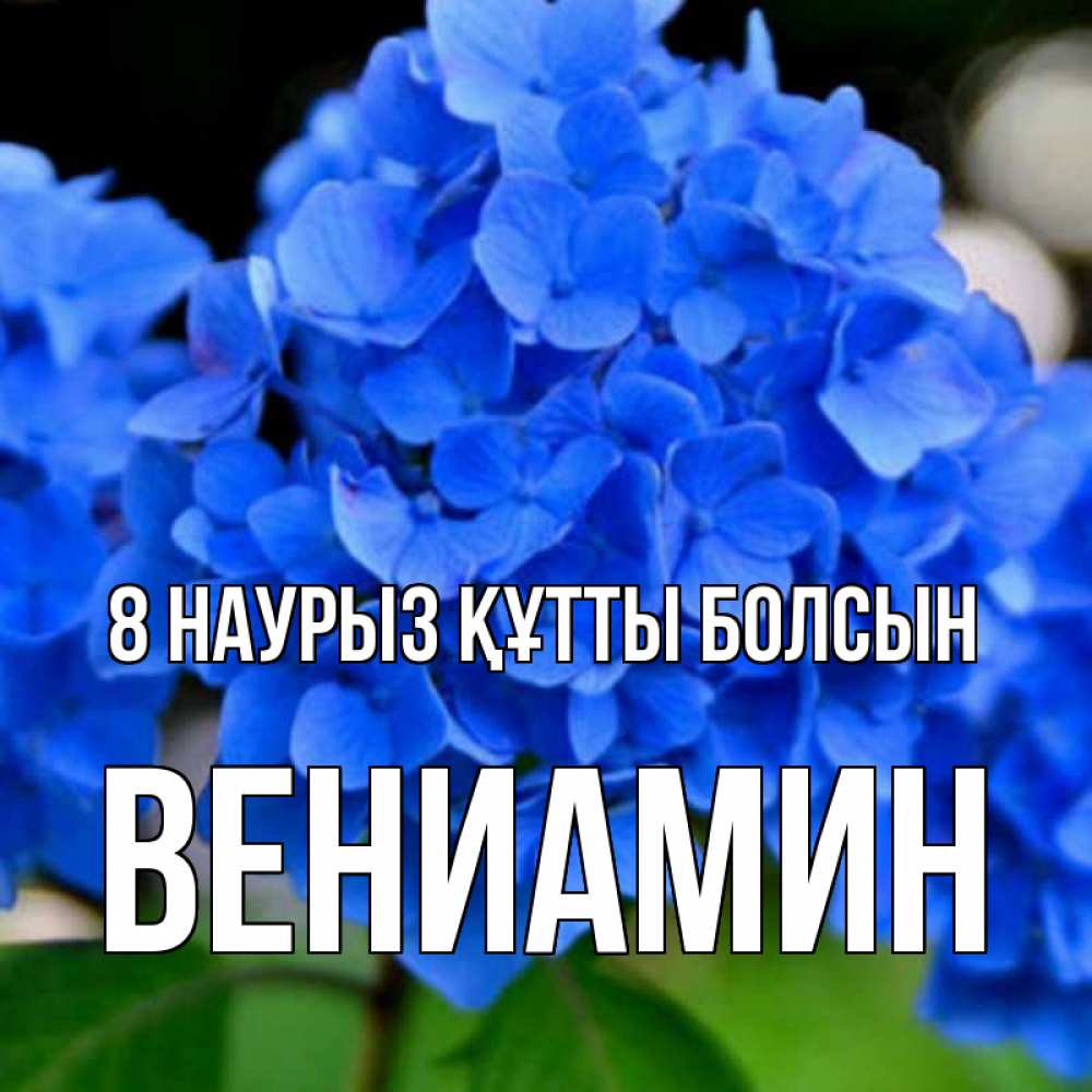 Күн сайын ашық хат с именем, Вениамин 8 наурыз құтты болсын синие цветы Онлайн тегін жүктеп алу тілектері бар керемет карта 
