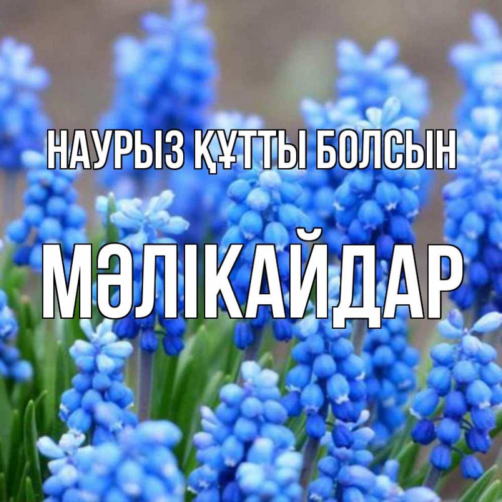 Күн сайын ашық хат с именем, МӘЛІКАЙДАР Наурыз құтты болсын Поздравительная открытка для женщин с цветами на праздничную дату Онлайн тегін жүктеп алу тілектері бар керемет карта 