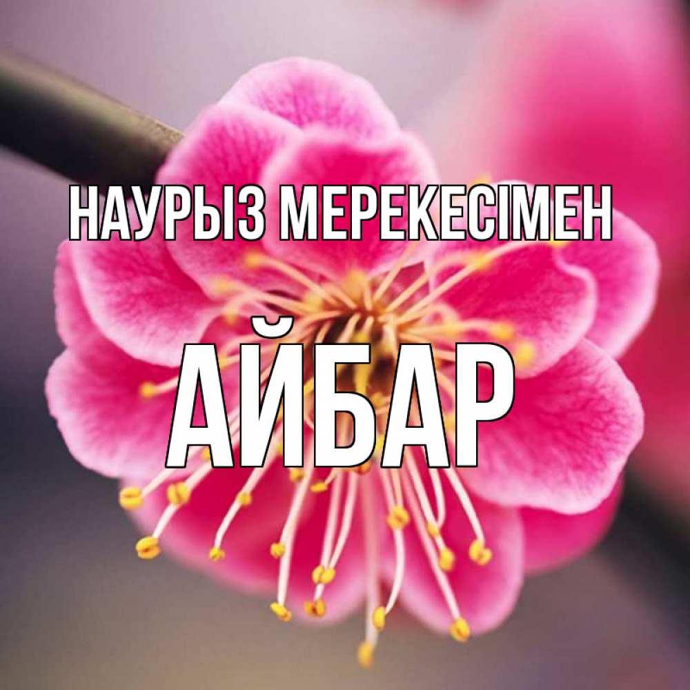 Күн сайын ашық хат с именем, Айбар Наурыз мерекесімен цветы Онлайн тегін жүктеп алу тілектері бар керемет карта 