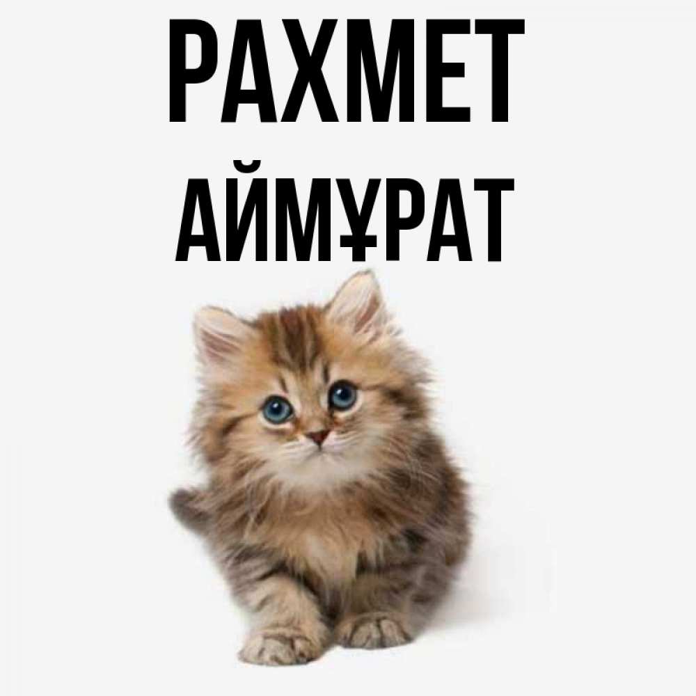 Күн сайын ашық хат с именем, Аймұрат рахмет пушистый котик Онлайн тегін жүктеп алу тілектері бар керемет карта 