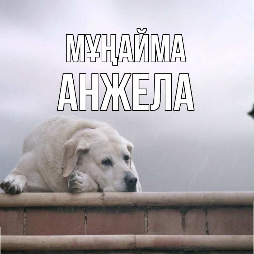 Күн сайын ашық хат с именем, Анжела Мұңайма белый пес 1 Онлайн тегін жүктеп алу тілектері бар керемет карта 