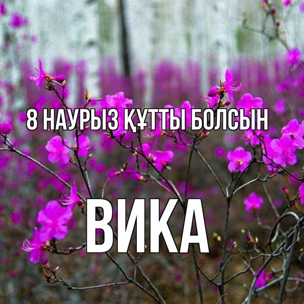 Күн сайын ашық хат с именем, Вика 8 наурыз құтты болсын дикие цветы Онлайн тегін жүктеп алу тілектері бар керемет карта 
