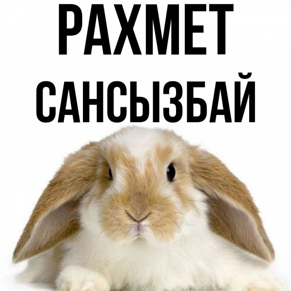 Күн сайын ашық хат с именем, САНСЫЗБАЙ рахмет коричнево белый заяц Онлайн тегін жүктеп алу тілектері бар керемет карта 