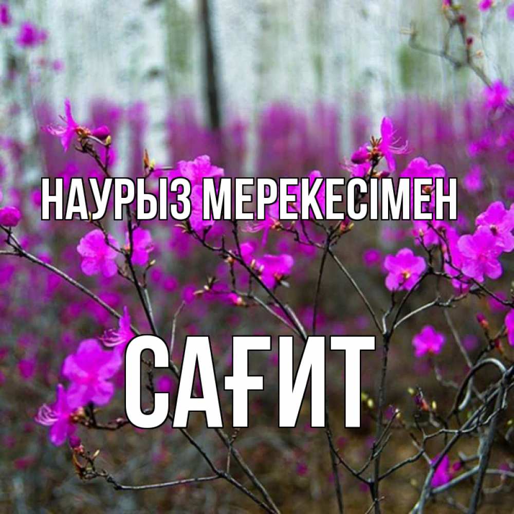 Күн сайын ашық хат с именем, САҒИТ Наурыз мерекесімен дикие цветы Онлайн тегін жүктеп алу тілектері бар керемет карта 