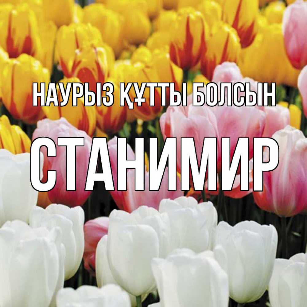 Күн сайын ашық хат с именем, Станимир Наурыз құтты болсын разноцветные цветы Онлайн тегін жүктеп алу тілектері бар керемет карта 