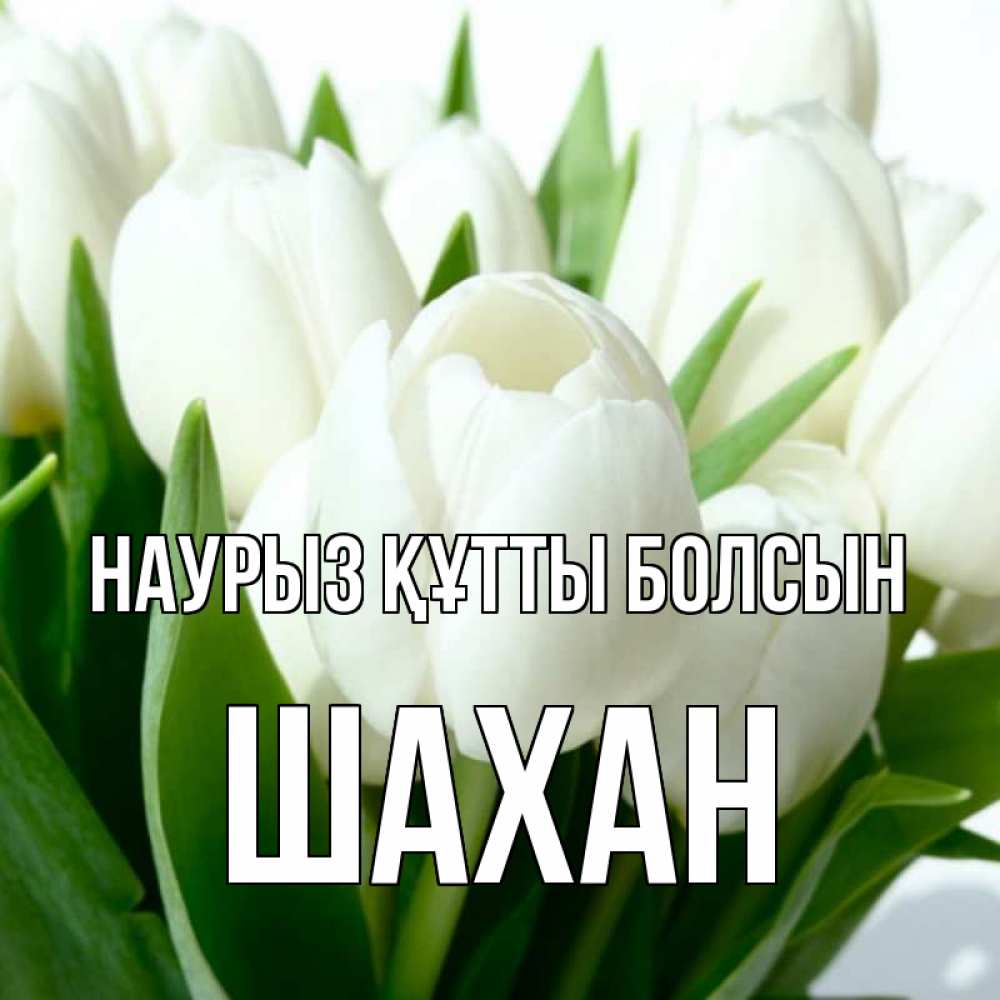 Күн сайын ашық хат с именем, ШАХАН Наурыз құтты болсын цветы Онлайн тегін жүктеп алу тілектері бар керемет карта 