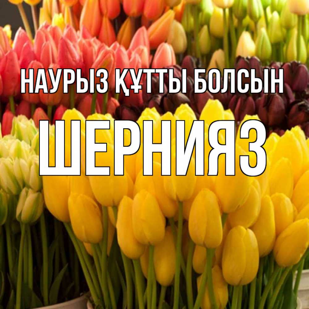 Күн сайын ашық хат с именем, ШЕРНИЯЗ Наурыз құтты болсын цветы Онлайн тегін жүктеп алу тілектері бар керемет карта 