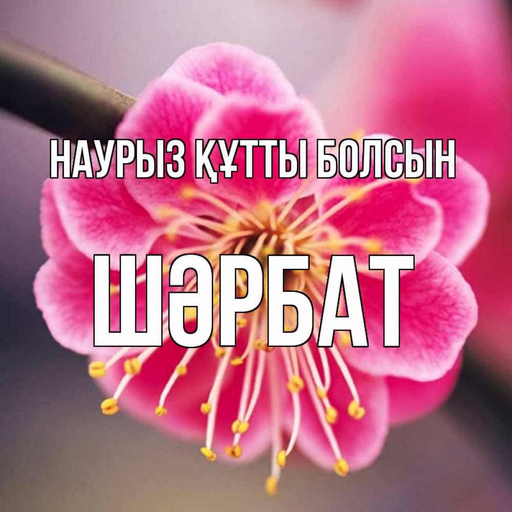 Күн сайын ашық хат с именем, ШӘРБАТ Наурыз құтты болсын цветы Онлайн тегін жүктеп алу тілектері бар керемет карта 