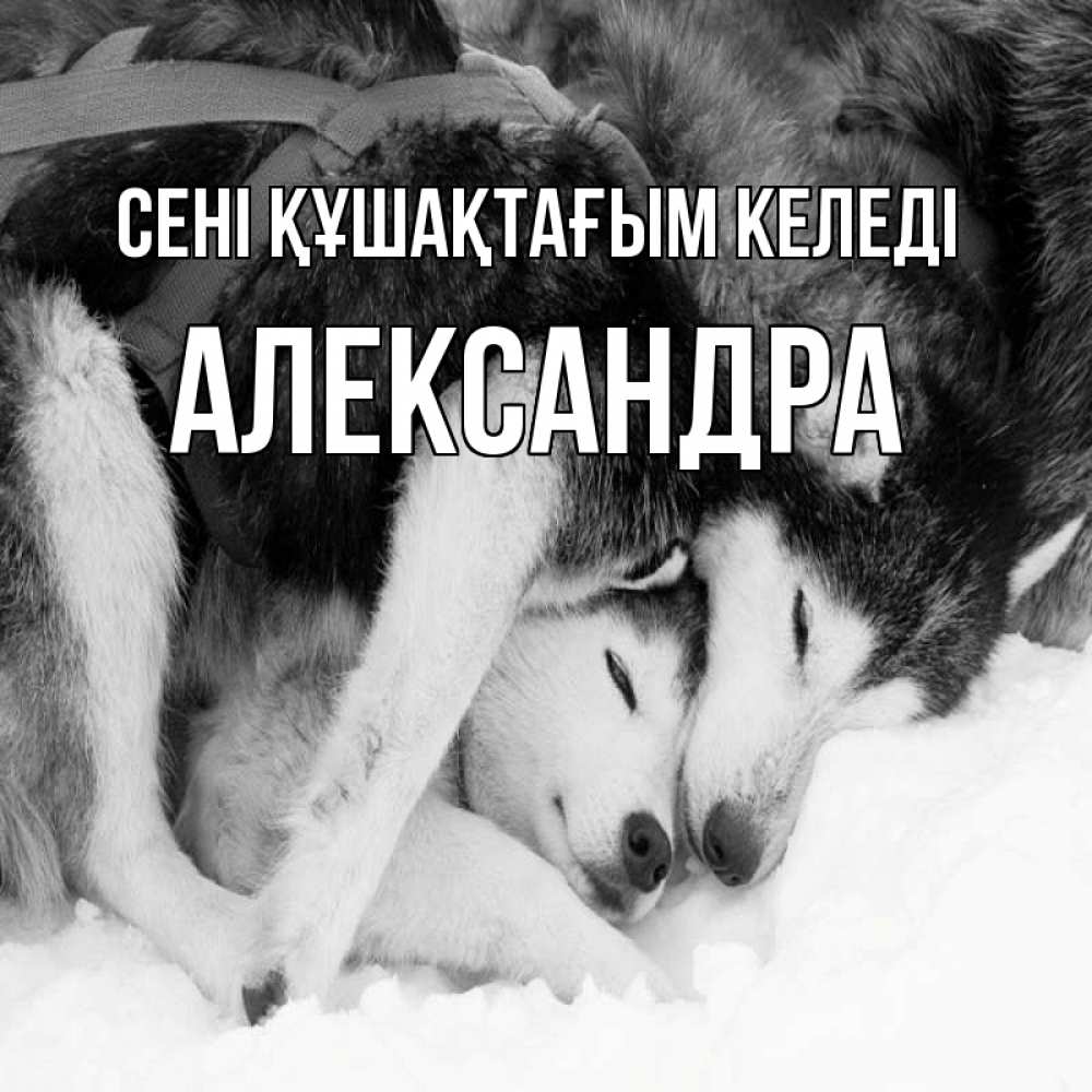Күн сайын ашық хат с именем, Александра сені құшақтағым келеді собачки в упряжке Онлайн тегін жүктеп алу тілектері бар керемет карта 