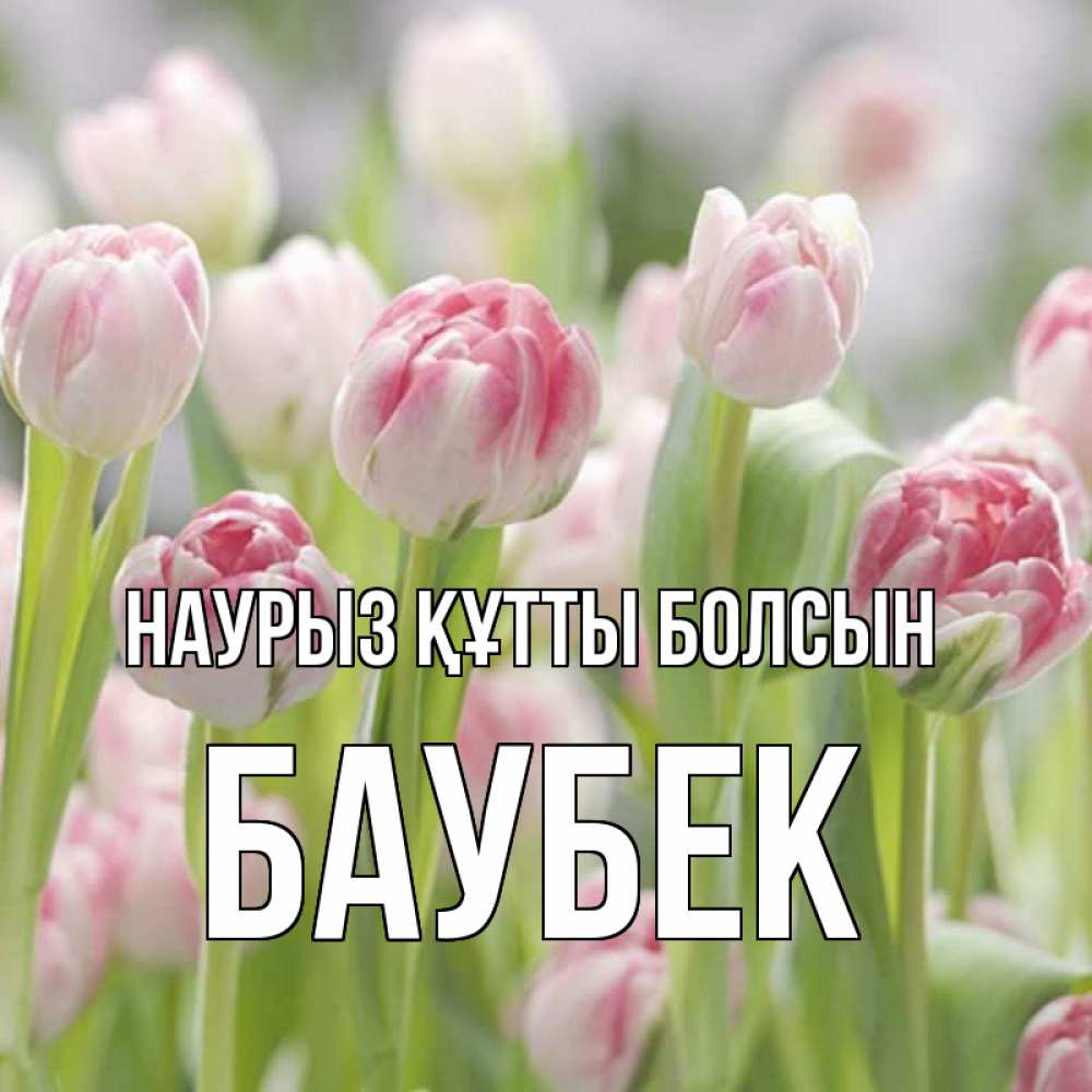 Күн сайын ашық хат с именем, Баубек Наурыз құтты болсын цветы Онлайн тегін жүктеп алу тілектері бар керемет карта 
