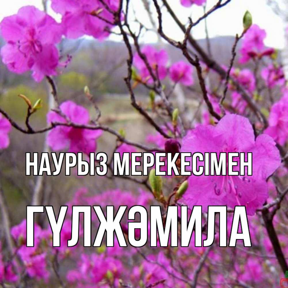 Күн сайын ашық хат с именем, ГҮЛЖӘМИЛА Наурыз мерекесімен праздник весны наурыз Онлайн тегін жүктеп алу тілектері бар керемет карта 