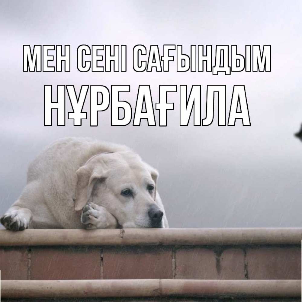 Күн сайын ашық хат с именем, НҰРБАҒИЛА Мен сені сағындым ждет Онлайн тегін жүктеп алу тілектері бар керемет карта 