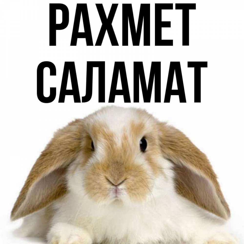 Күн сайын ашық хат с именем, САЛАМАТ рахмет коричнево белый заяц Онлайн тегін жүктеп алу тілектері бар керемет карта 