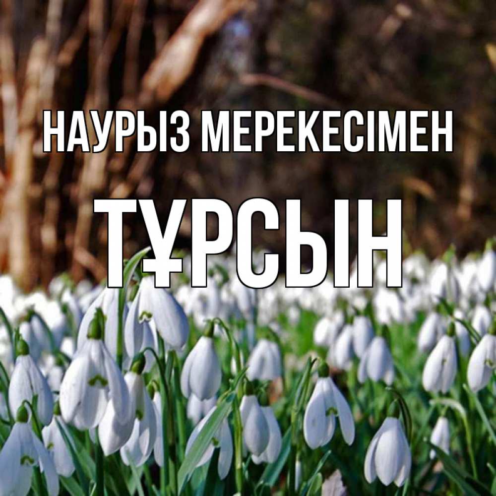 Күн сайын ашық хат с именем, ТҰРСЫН Наурыз мерекесімен с подснежниками 1 Онлайн тегін жүктеп алу тілектері бар керемет карта 