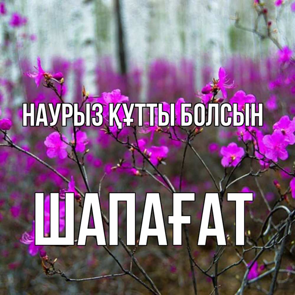 Күн сайын ашық хат с именем, ШАПАҒАТ Наурыз құтты болсын дикие цветы Онлайн тегін жүктеп алу тілектері бар керемет карта 