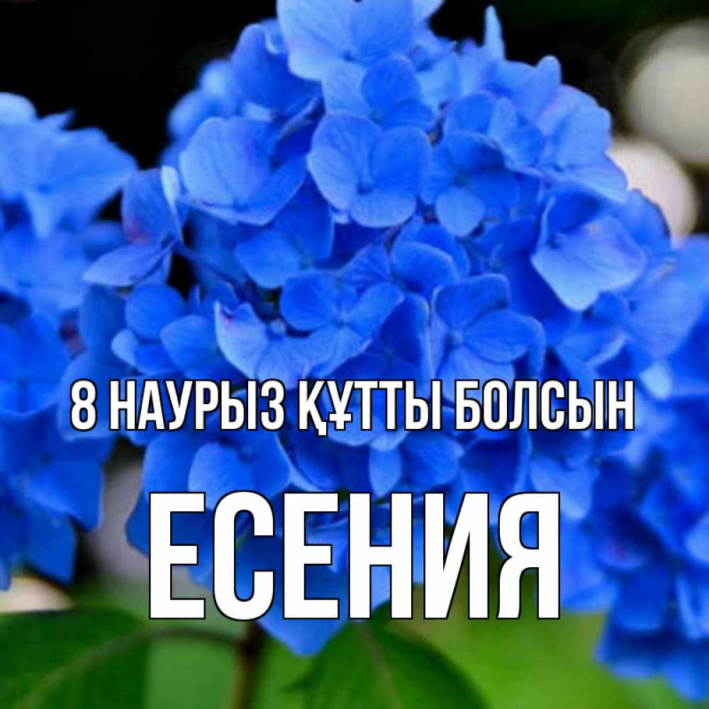 Күн сайын ашық хат с именем, Есения 8 наурыз құтты болсын синие цветы Онлайн тегін жүктеп алу тілектері бар керемет карта 