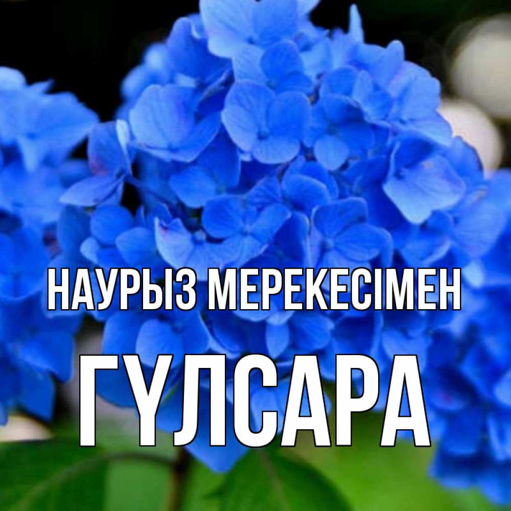 Күн сайын ашық хат с именем, ГҮЛСАРА Наурыз мерекесімен синие цветы Онлайн тегін жүктеп алу тілектері бар керемет карта 