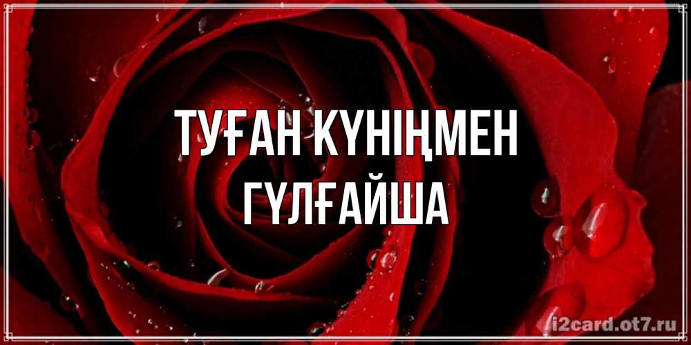 Күн сайын ашық хат с именем, ГҮЛҒАЙША Туған күніңмен крупная бордовая роза Онлайн тегін жүктеп алу тілектері бар керемет карта 
