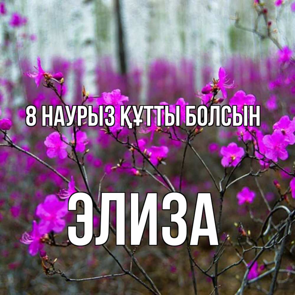 Күн сайын ашық хат с именем, Элиза 8 наурыз құтты болсын дикие цветы Онлайн тегін жүктеп алу тілектері бар керемет карта 