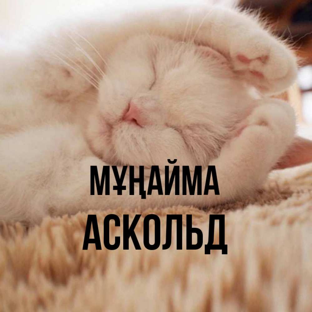 Күн сайын ашық хат с именем, Аскольд Мұңайма Котенок спит Онлайн тегін жүктеп алу тілектері бар керемет карта 