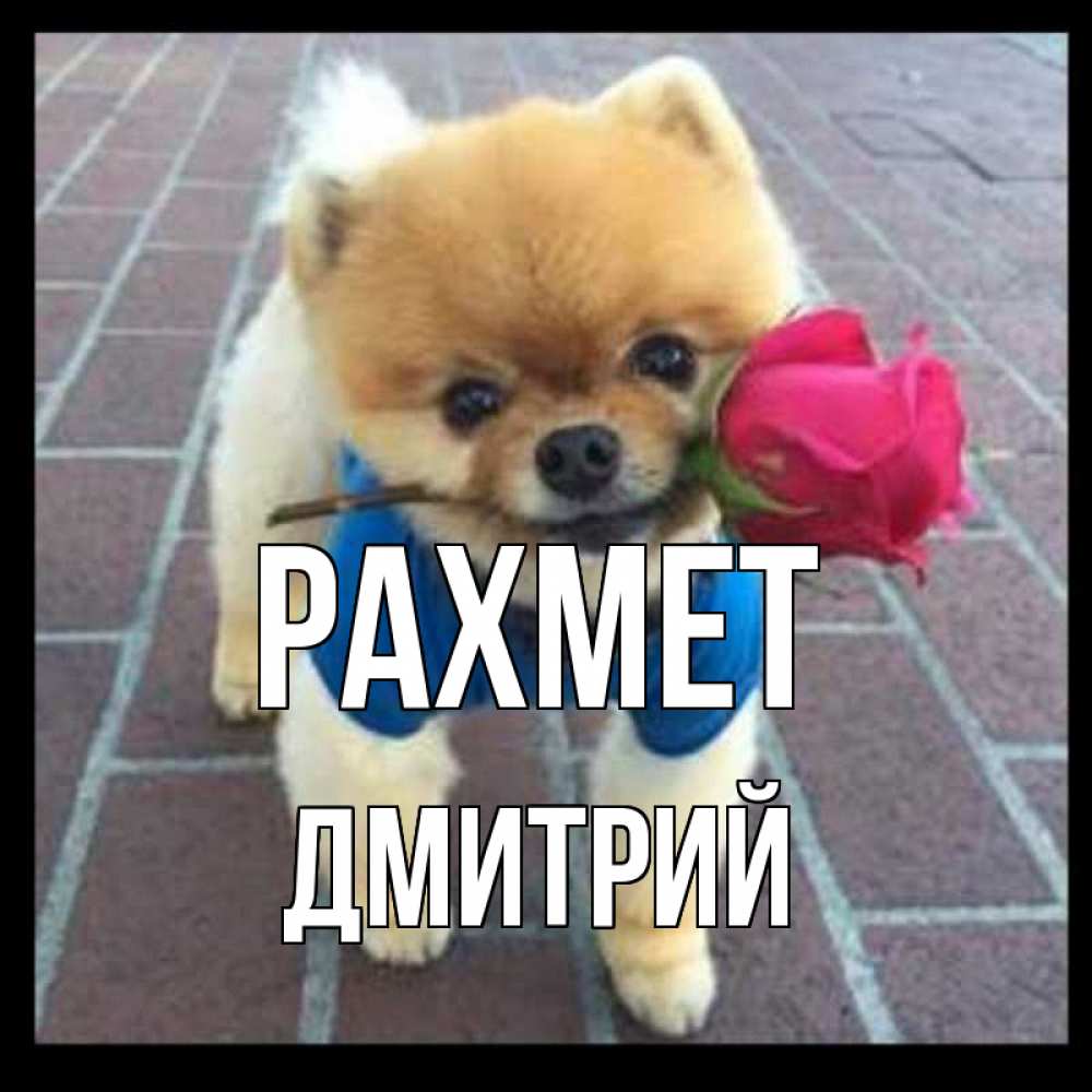 Күн сайын ашық хат с именем, Дмитрий рахмет спасибо и дарю тебе цветок Онлайн тегін жүктеп алу тілектері бар керемет карта 
