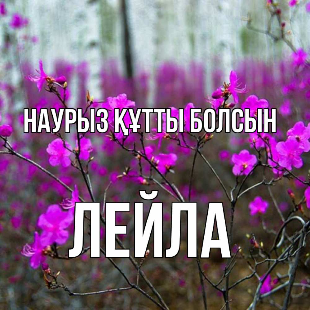Күн сайын ашық хат с именем, Лейла Наурыз құтты болсын дикие цветы Онлайн тегін жүктеп алу тілектері бар керемет карта 