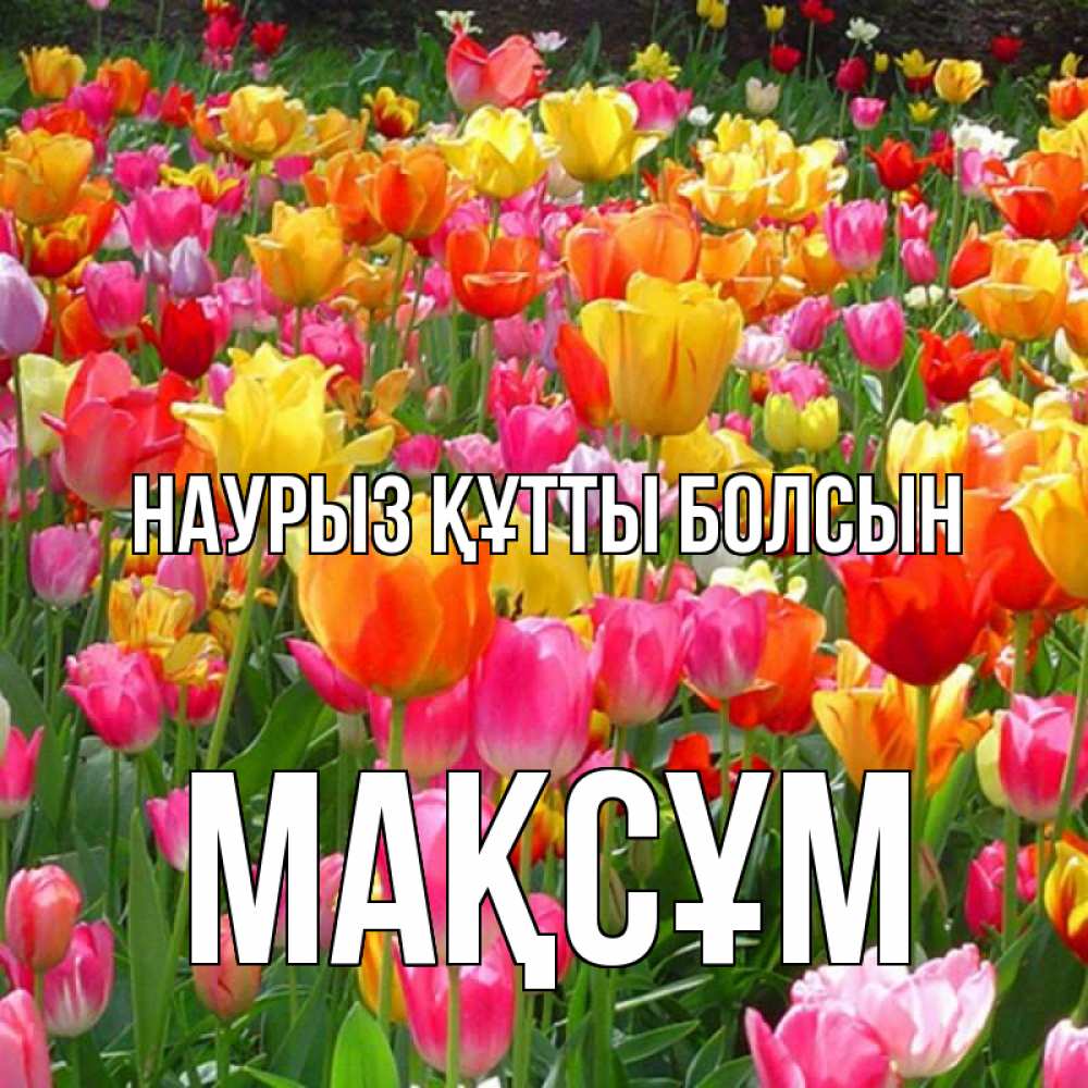 Күн сайын ашық хат с именем, МАҚСҰМ Наурыз құтты болсын на наурыз  ура ура Онлайн тегін жүктеп алу тілектері бар керемет карта 