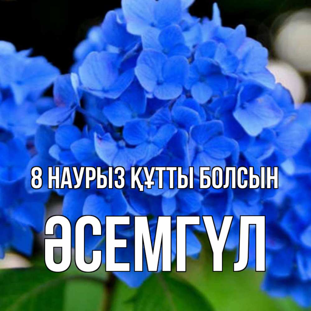Күн сайын ашық хат с именем, ӘСЕМГҮЛ 8 наурыз құтты болсын синие цветы Онлайн тегін жүктеп алу тілектері бар керемет карта 