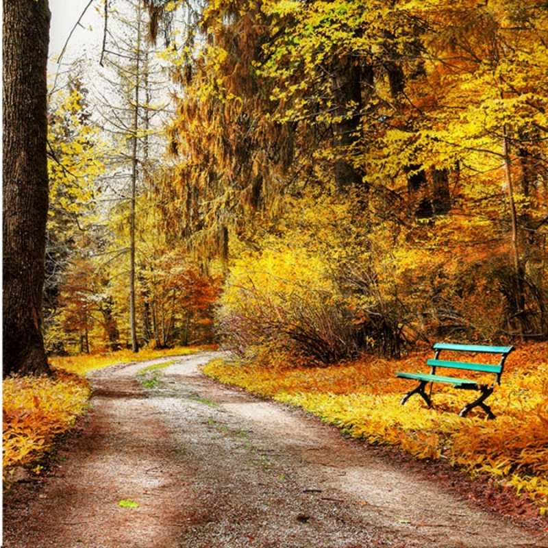 Открытка осенняя пустая трапинка  зеленая лавочка и осенний лес  Мен сені сағындым 