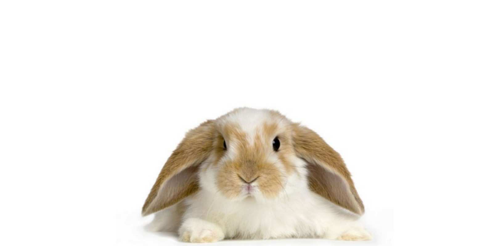 Открытка вислоухий кролик желает не болеть вислоухий кролик белого и коричневого цвета Жазыл 