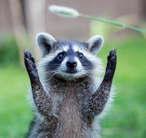 Открытка приветик от енота  животные  Сәлем 