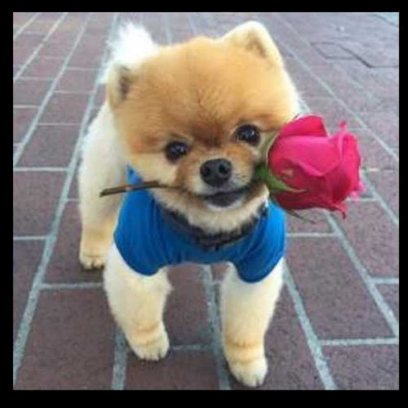 Открытка приветик от собачки  роза в зубах у собаки  Сәлем 