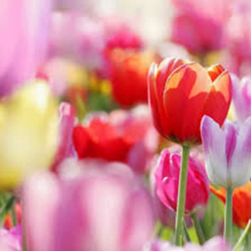 Открытка с тюльпанами 2 на международный женский день 2 8 наурыз құтты болсын 