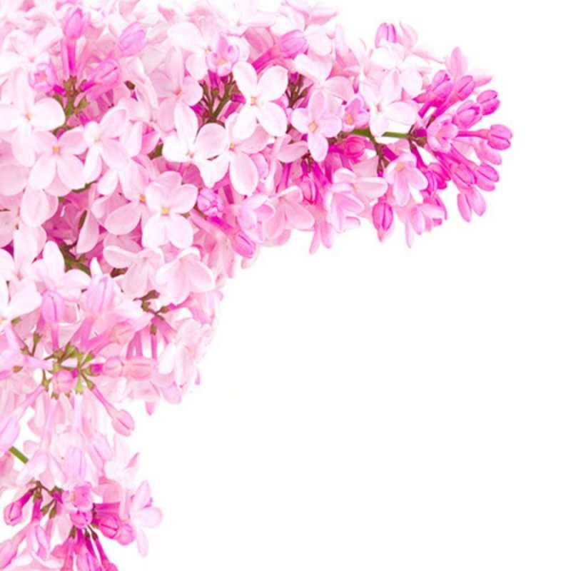 Открытка Поздравительная открытка на день рождения с сиренью и подписью Сирень на белом фоне Туған күніңмен 