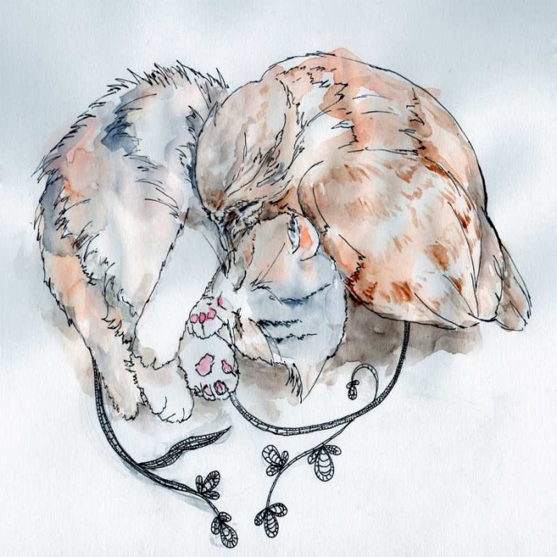 Открытка кот и голубь греются  можно быть вместе даже когда очень разные  сені құшақтағым келеді 