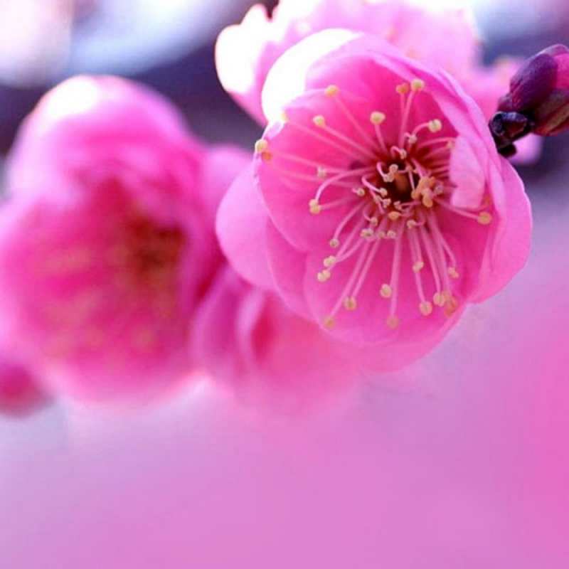 Открытка красивые цветы  международный женский день  8 наурыз құтты болсын 