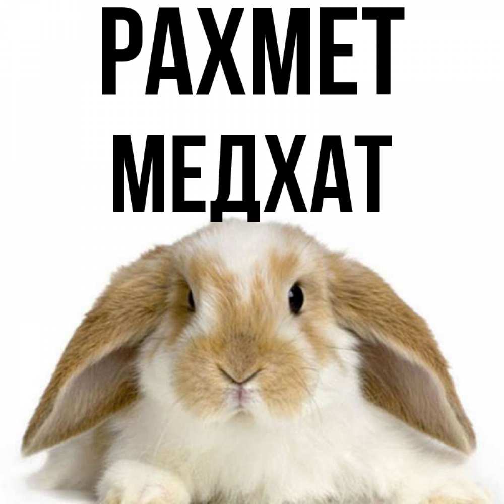 Күн сайын ашық хат с именем, МЕДХАТ рахмет коричнево белый заяц Онлайн тегін жүктеп алу тілектері бар керемет карта 