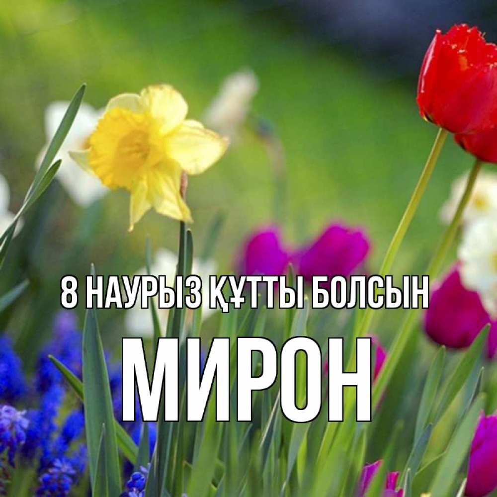 Күн сайын ашық хат с именем, МИРОН 8 наурыз құтты болсын международный женский день 3 Онлайн тегін жүктеп алу тілектері бар керемет карта 