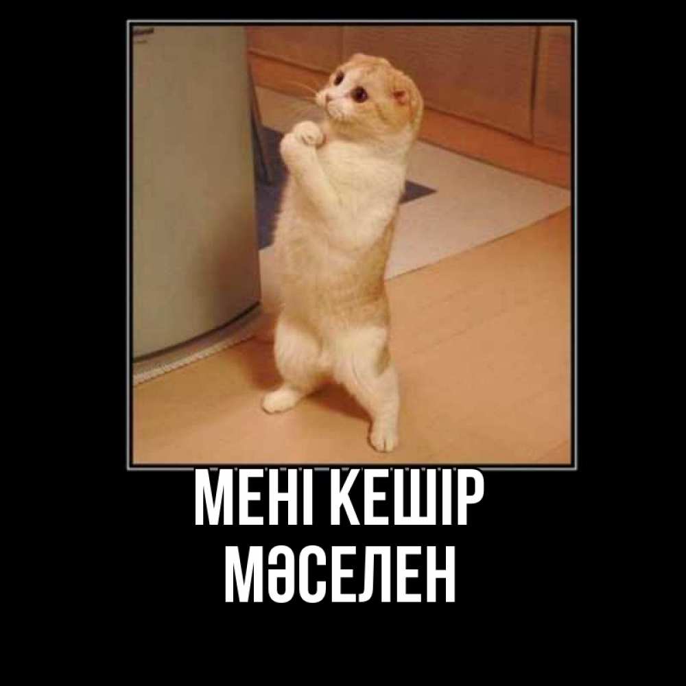 Күн сайын ашық хат с именем, Мәселен Мені кешір открытка с милым несчастным котиком просящим прощения Онлайн тегін жүктеп алу тілектері бар керемет карта 