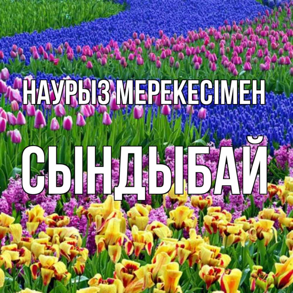 Күн сайын ашық хат с именем, СЫНДЫБАЙ Наурыз мерекесімен цветы Онлайн тегін жүктеп алу тілектері бар керемет карта 