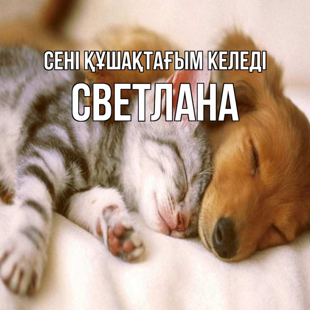 Күн сайын ашық хат с именем, Светлана сені құшақтағым келеді пес и котенок Онлайн тегін жүктеп алу тілектері бар керемет карта 