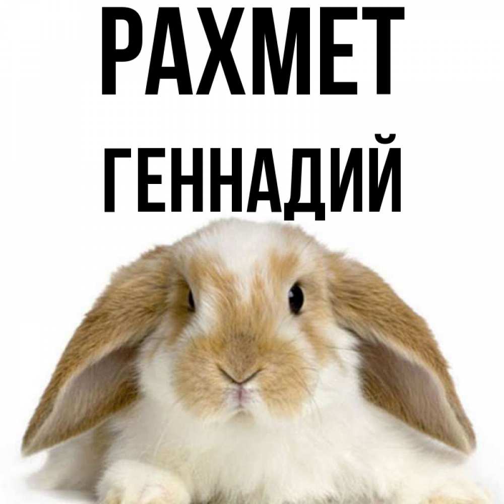 Күн сайын ашық хат с именем, Геннадий рахмет коричнево белый заяц Онлайн тегін жүктеп алу тілектері бар керемет карта 