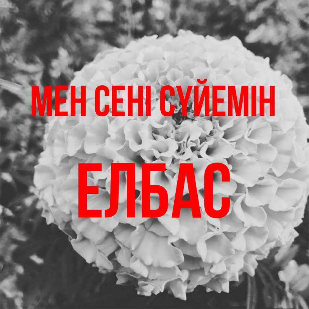 Күн сайын ашық хат с именем, Елбас Мен сені сүйемін подпись Онлайн тегін жүктеп алу тілектері бар керемет карта 