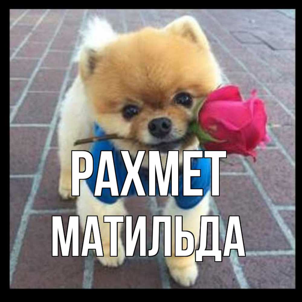 Күн сайын ашық хат с именем, Матильда рахмет спасибо и дарю тебе цветок Онлайн тегін жүктеп алу тілектері бар керемет карта 