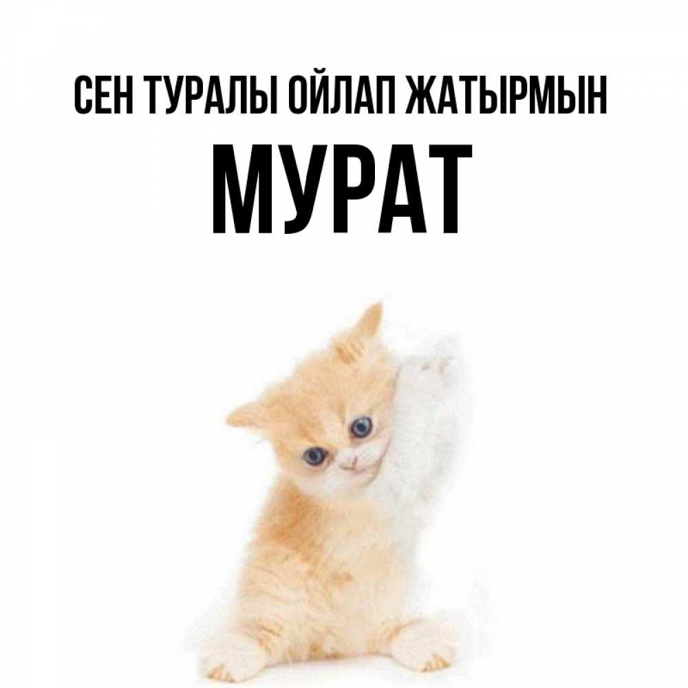 Күн сайын ашық хат с именем, Мурат Сен туралы ойлап жатырмын зверушки и милота Онлайн тегін жүктеп алу тілектері бар керемет карта 
