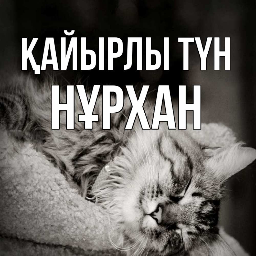 Күн сайын ашық хат с именем, НҰРХАН Қайырлы түн котярик пушистый Онлайн тегін жүктеп алу тілектері бар керемет карта 